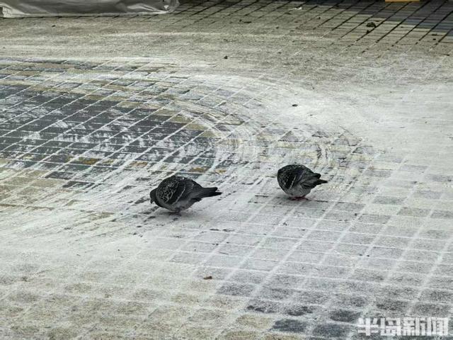 红瓦绿树，白雪皑皑