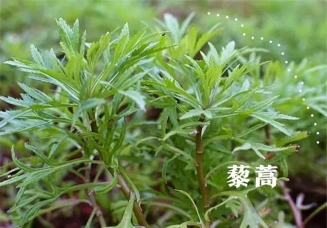 神奇北纬30°，蔡甸的N种打开方式太绝了！