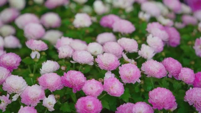 杨浦秋韵正浓 2025年上海菊花展闭幕倒计时！错过就要等明年！