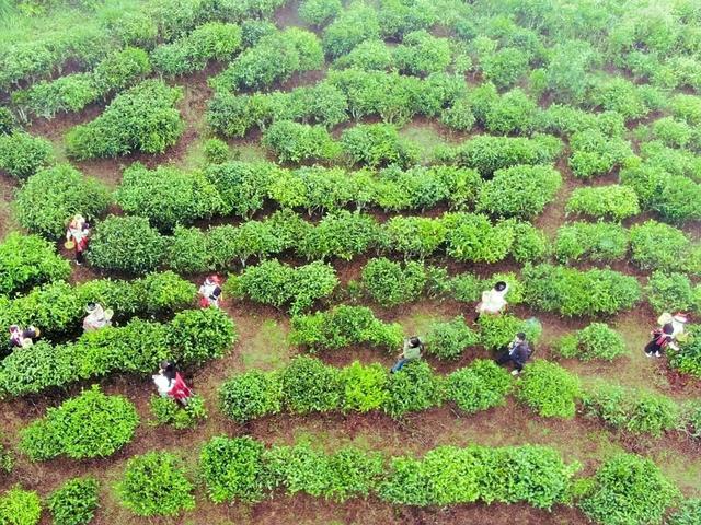 麻栗坡：“旅游＋” 探索边城产业融合样本
