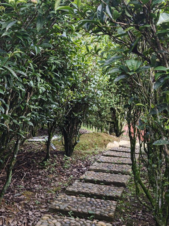 潮州潮安农文旅新标杆，一片叶子如何撬动百亿茶谷？