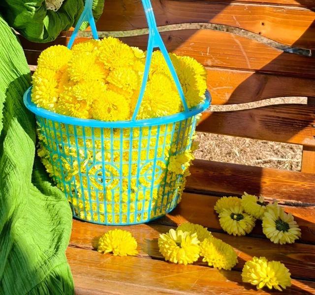 嘿，一起“采菊东篱”，就在这→