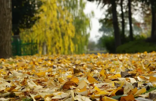 荆州风景地图：从古城墙到浅山，解锁5处限定美色