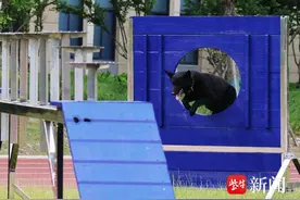 南京公安民警的亲密战友——“警营汪汪队”，从这里出发啦！图片