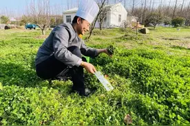 这道独特的崇明春菜，你吃过吗？图片