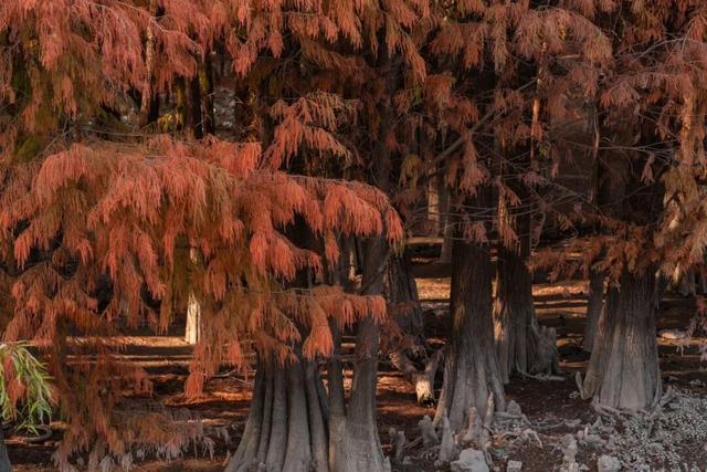 里水落羽杉红了！这些打卡点最出片→