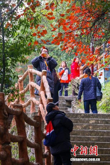 重庆巫山120万亩红叶渐红 长江巫峡两岸层林尽染美如画