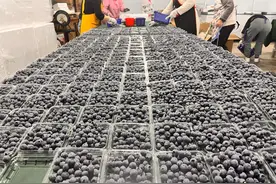 采购热度飙涨1100% 10元/盒的蓝莓要来了吗图片