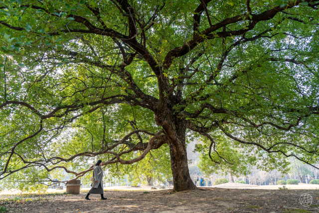 东湖「巨物」图鉴，打卡XXXXL号视觉震撼！