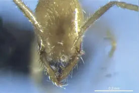 科学家在澳大利亚发现蚂蚁新物种 外形酷似伏地魔图片