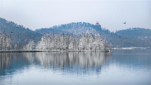 武汉文旅志愿者守护东湖飞鸟，绘就生态文旅画卷