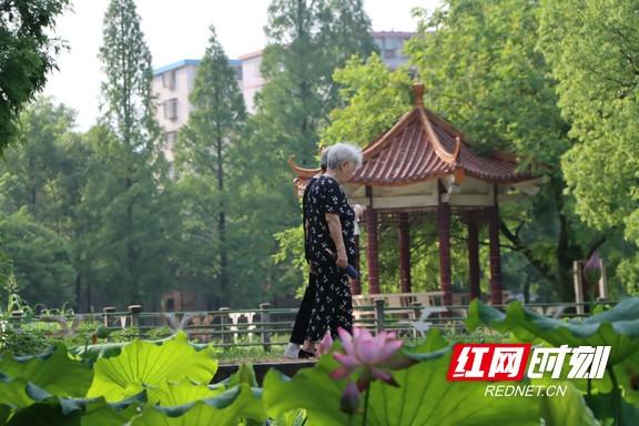 组图 | 衡阳：夏日赏荷正当时