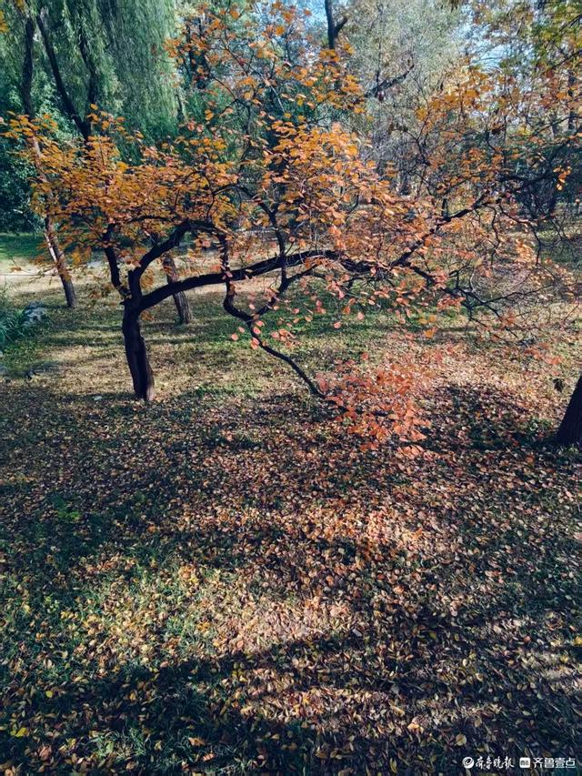 秋高气爽，金色泉城公园