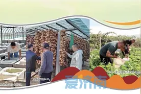 一村一业 好戏连台！济南区县找准产业“钥匙”做好乡村振兴文章图片