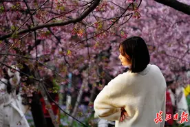 樱花季 越江湖｜周日汉马，当天游览东湖可以这么走图片