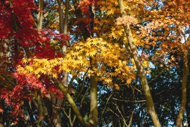 小众免费！上海这个百年古典园林藏着绝美秋色→