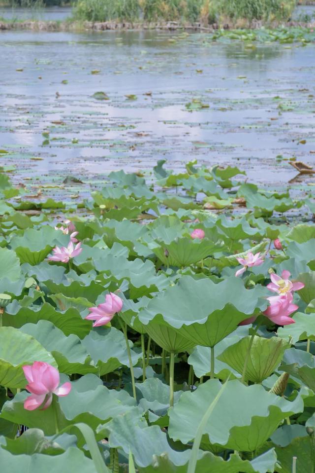 异龙湖骑行，遇见最美日落！这份环湖攻略快收好