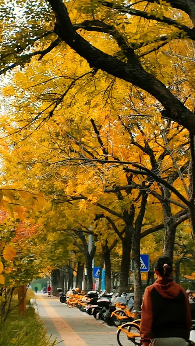 黄金大道秋意浓，石景山这条路进入最佳观赏期！