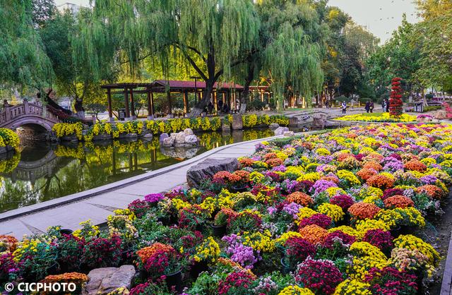 秋游花海,如行“花毯”
