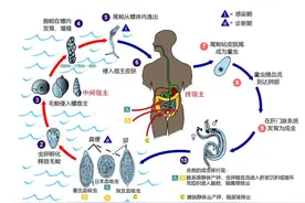 发现水边有这种东西千万躲开，有人因此得了血吸虫病！图片