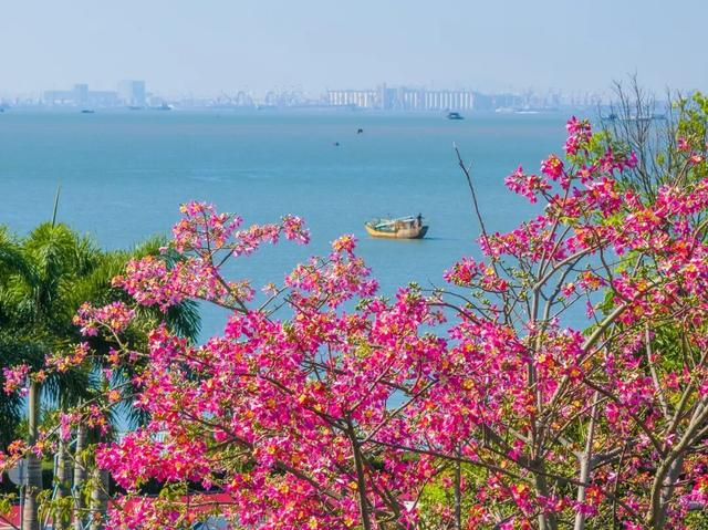 天气正好、花正开，去看粉色的东莞！