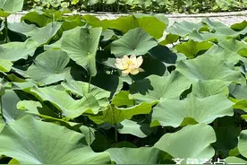 绿树荫浓夏日长图片