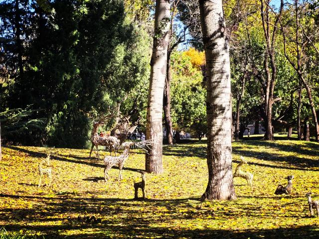 万里无云，阳光正好！周末到公园欣赏北京的秋