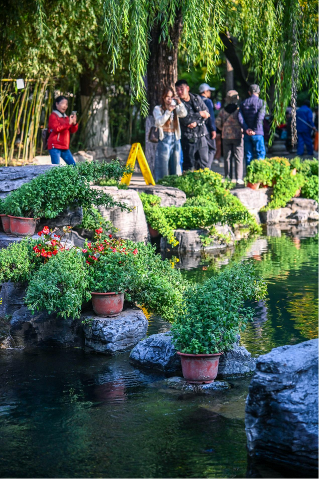 第46届趵突泉金秋菊展即将登场，游览攻略来了