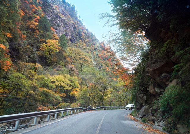 青睐绵阳 ‖ 红透了！周末去平武，沿着“百里彩林走廊”看一场雪山彩林“大片”~