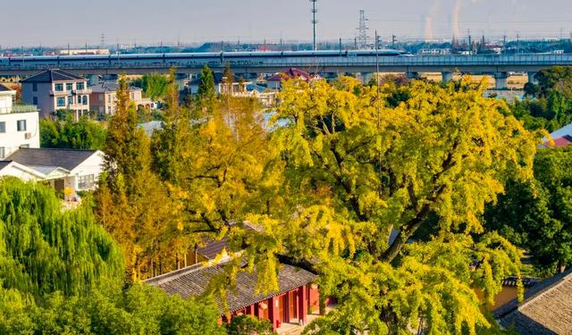 “美神”降临！太仓限定秋日美景，真的“杀”疯了！