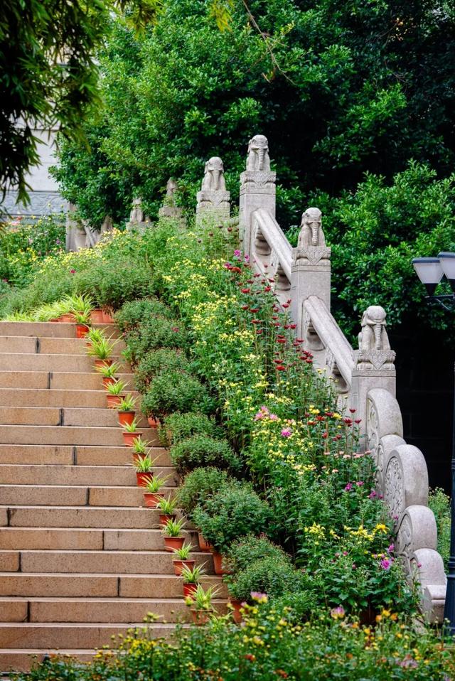 乐山这里的菊花即将迎来盛花期，足足有50多种，约吗？