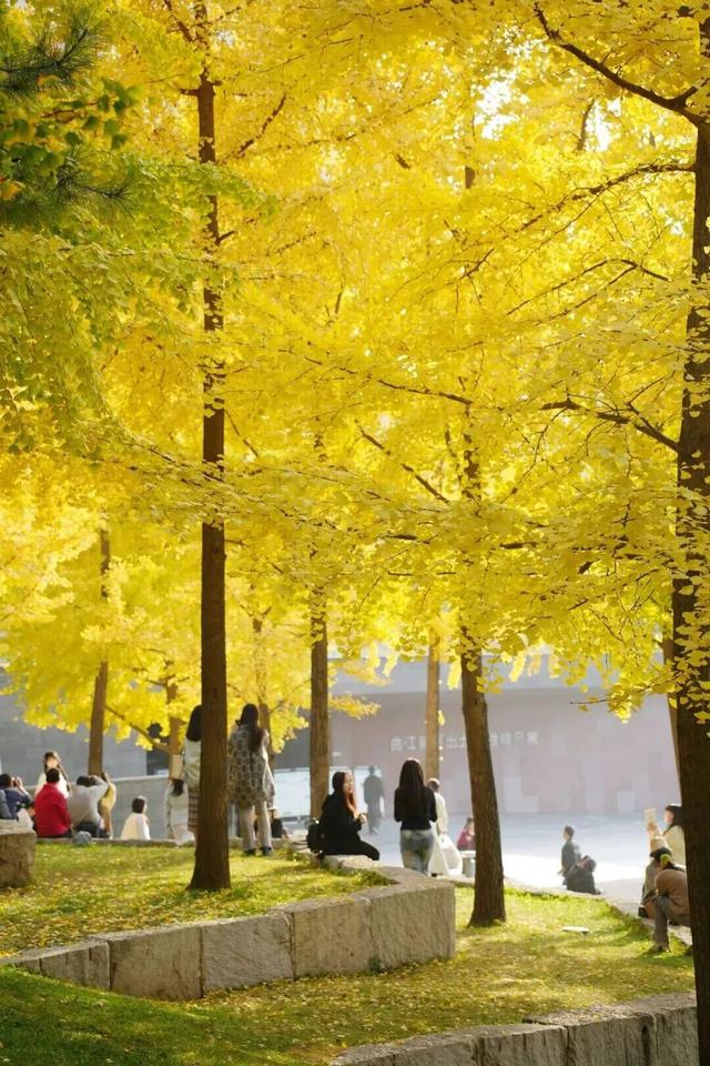 曲江银杏观赏季丨漫步金色世界，享受秋日时光