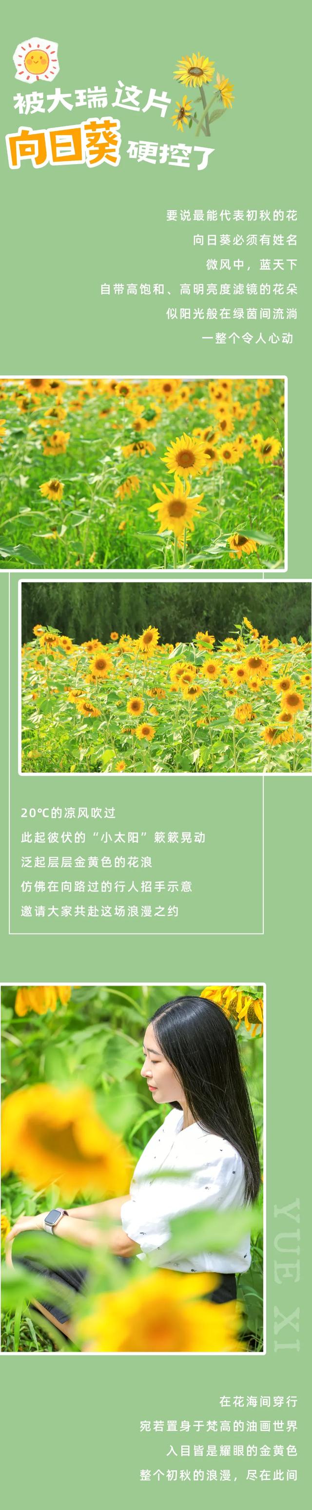 打卡攻略 | 人在越西，被这片超美的向日葵花海治愈！
