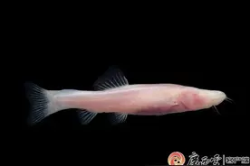 来自大自然的惊喜！广西接连发现新物种图片