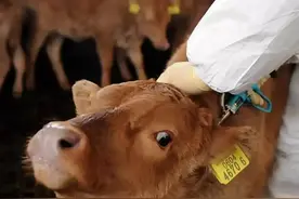 黎平县永从镇：肉牛养殖有门道图片