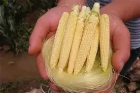 个头小了，价格却翻好几倍！迷你蔬菜到底是不是智商税？图片