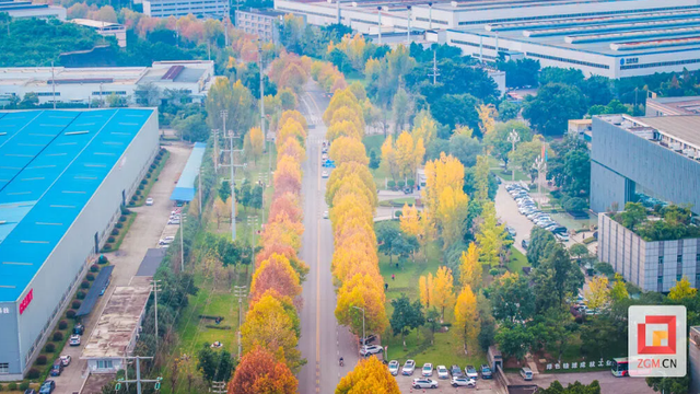 盐都冬日限定浪漫：板仓梧桐大道落叶铺就“金色地毯”