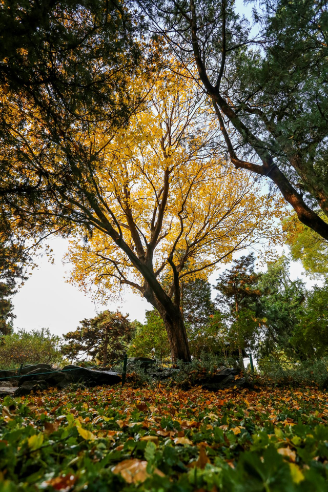 多彩京秋丨全市彩叶树变色率播报（2025.11.13）