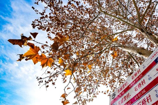 邯郸冀南新区丨初冬美景入画来~