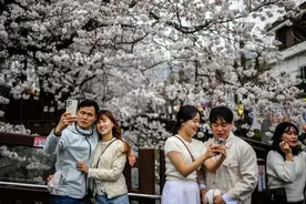 （外代一线）韩国：镇海樱花节尽享春日图片
