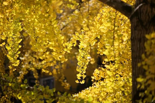 初冬胜春，韶关最美季来了，快来打卡