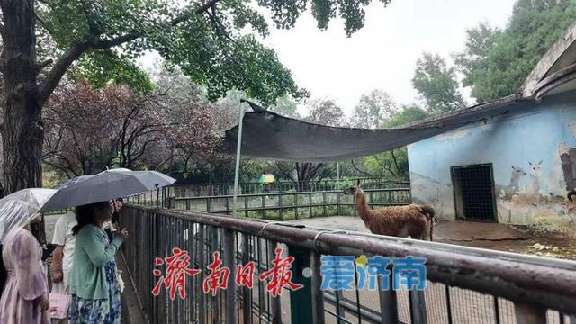 一年四季 泉在济南丨雨中秋色别样好 公园景区别有一番动人韵味
