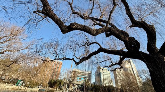 新视界｜泉城公园：冬日落木亦风景