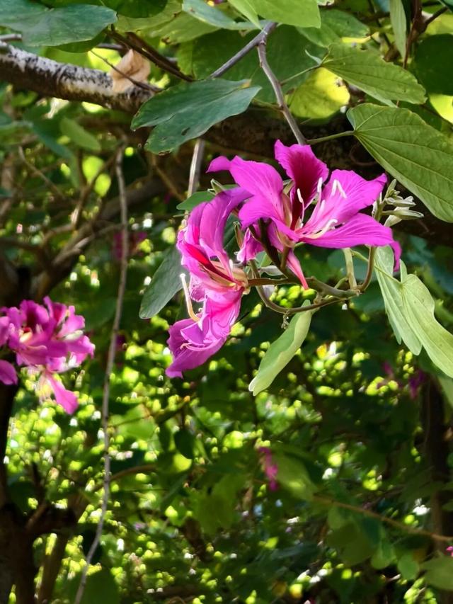 新晋打卡点！泉州市区这些限定“花海”全都美翻了……