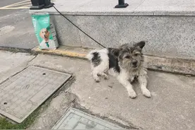 爱心救援，方岩服务区给被遗弃小狗找了一个新家图片