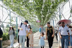 一串马陆葡萄有多少颗？精品标准来了！2024上海马陆葡萄文化节开幕图片