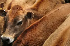 肉牛中小养殖户的“生死时刻”图片