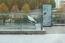建筑玻璃成鸟类“杀手” 北京高校学生给校长写信 建议开展防鸟撞玻璃幕墙改造获支持图片