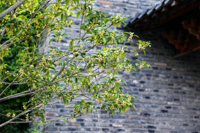 欢聚吴江· “香”遇桂花季丨上线了！吴江赏桂地图！