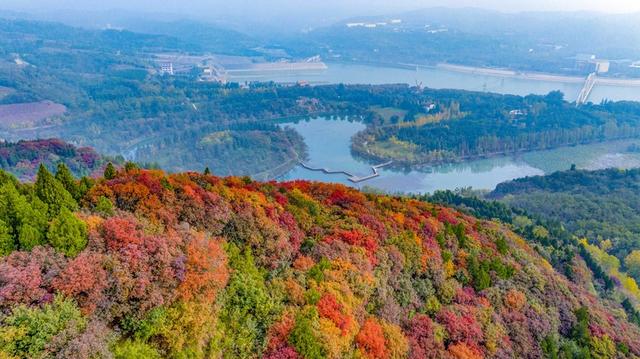 河南洛阳：黄河岸边秋景美如画